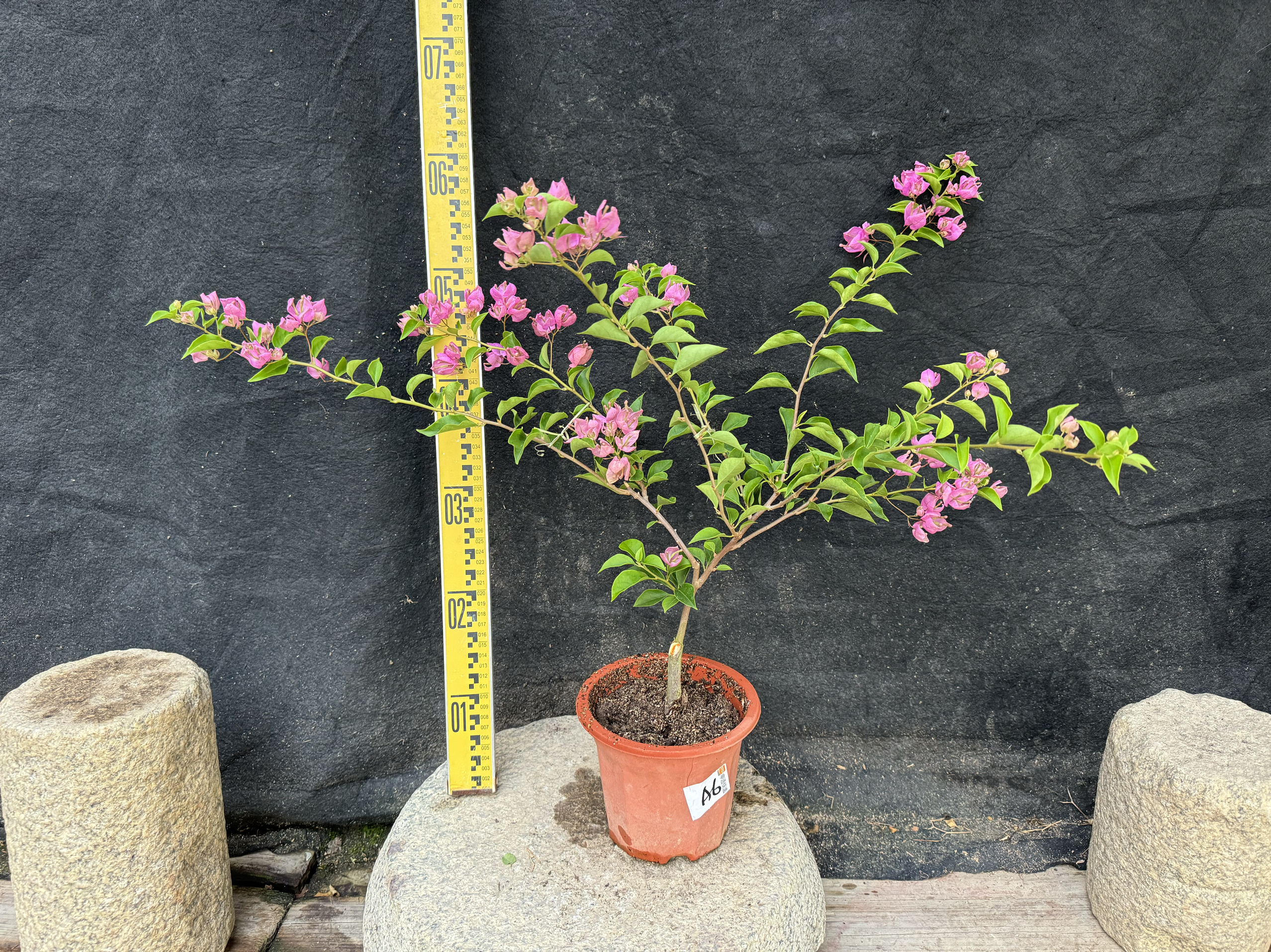 蝶类花型细长　叶片灰感