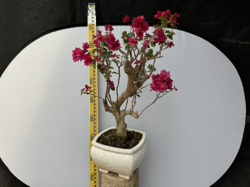 东篱小舍　三角梅勤花品种重瓣红 怡红原生老桩 原盆发货实拍照
