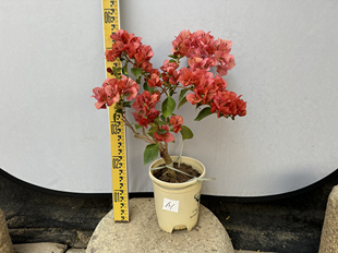 东篱小舍　三角梅勤花品种日落　实拍照原分发货