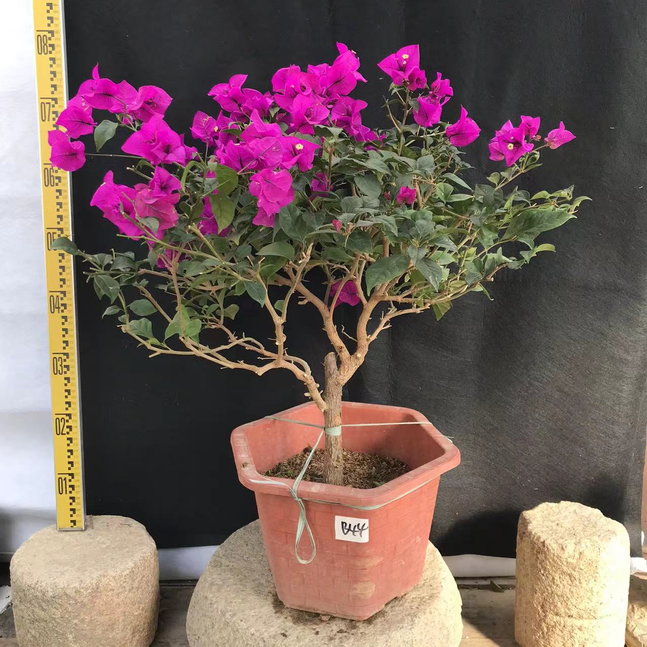 东篱小舍 三角梅 安格斯 云南紫色大花 四季紫 实拍照原盆发货