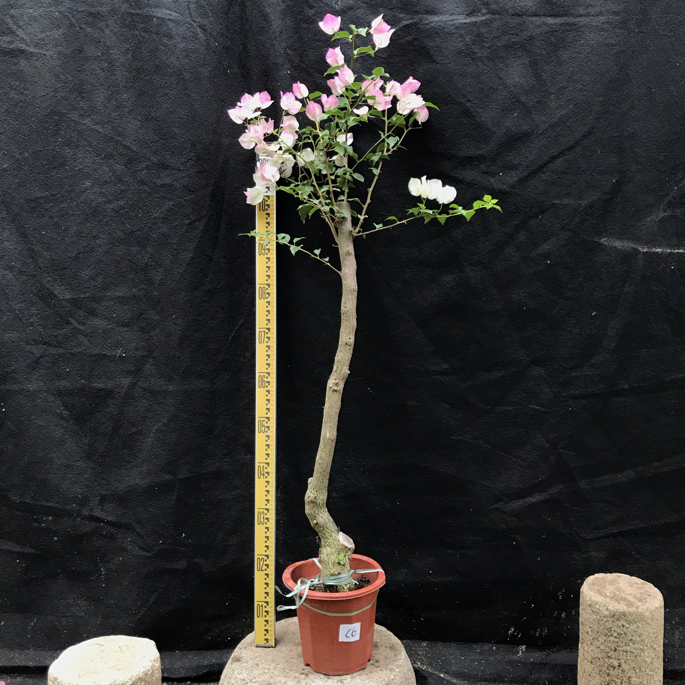 东篱小舍 三角梅绿叶樱花棒棒糖 树型 丛林造型实拍照原盆发货