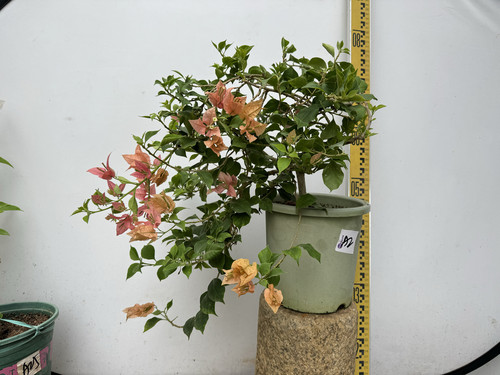 三角梅经典勤花品种颜色多变
