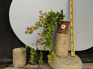 东篱小舍　三角梅细软品种粉红豹 原盆发货