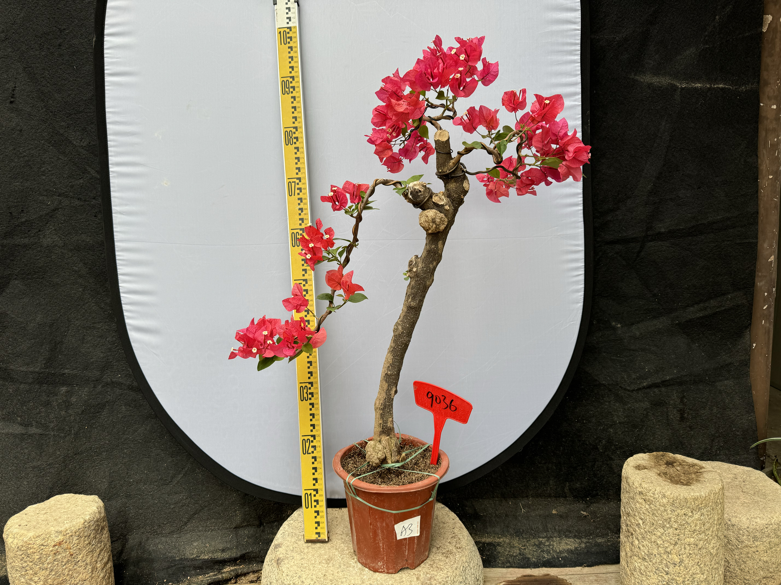 东篱小舍勤花三角梅经典同安红