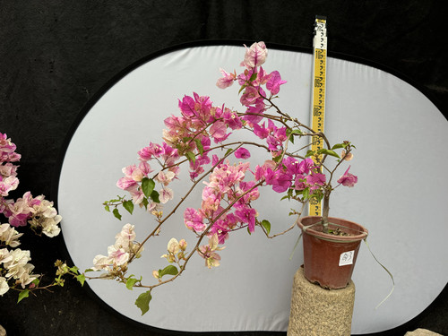 东篱小舍花蝴蝶漳红樱三角梅