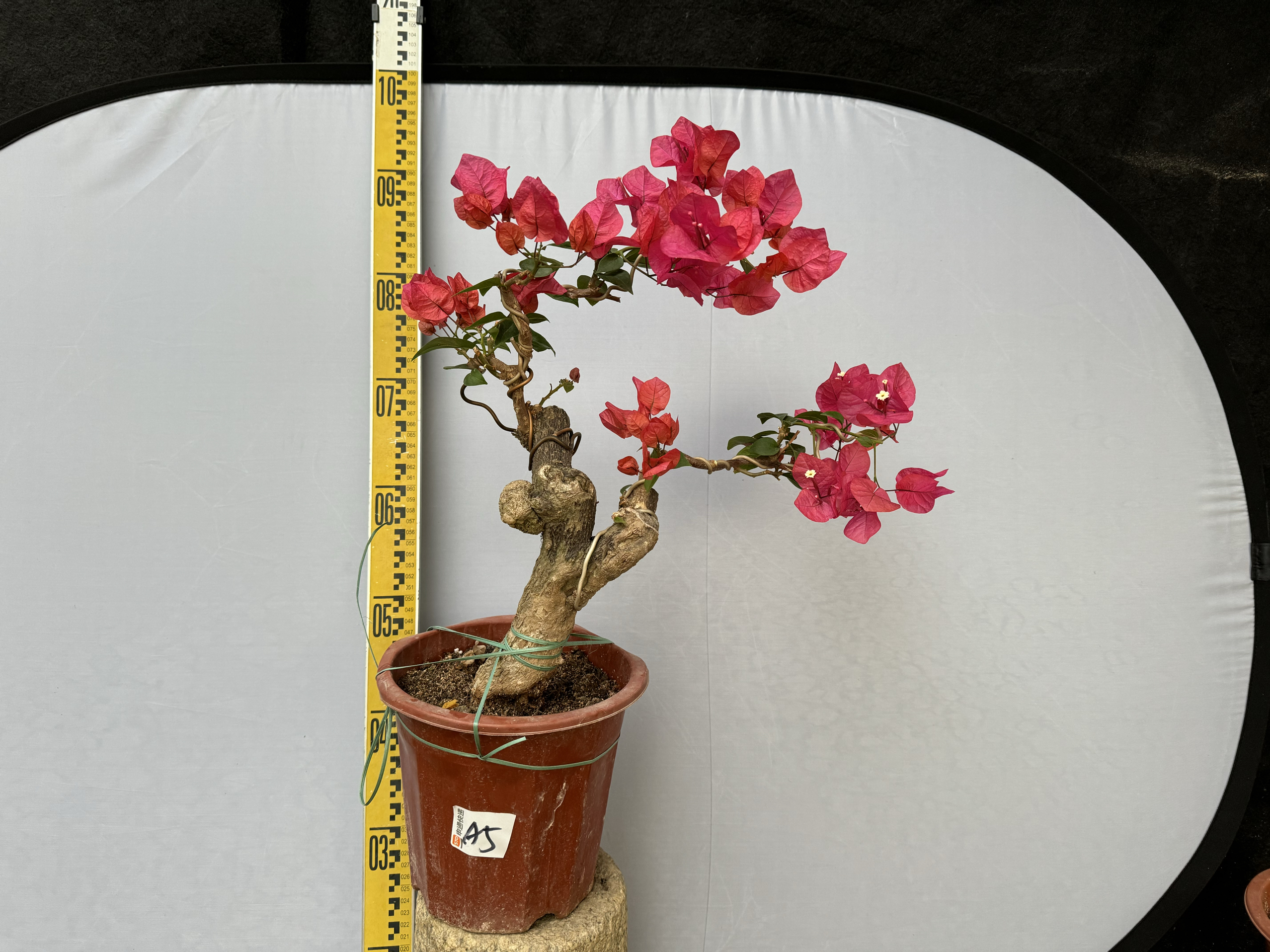 漳州红樱特殊造型四季庭院美观