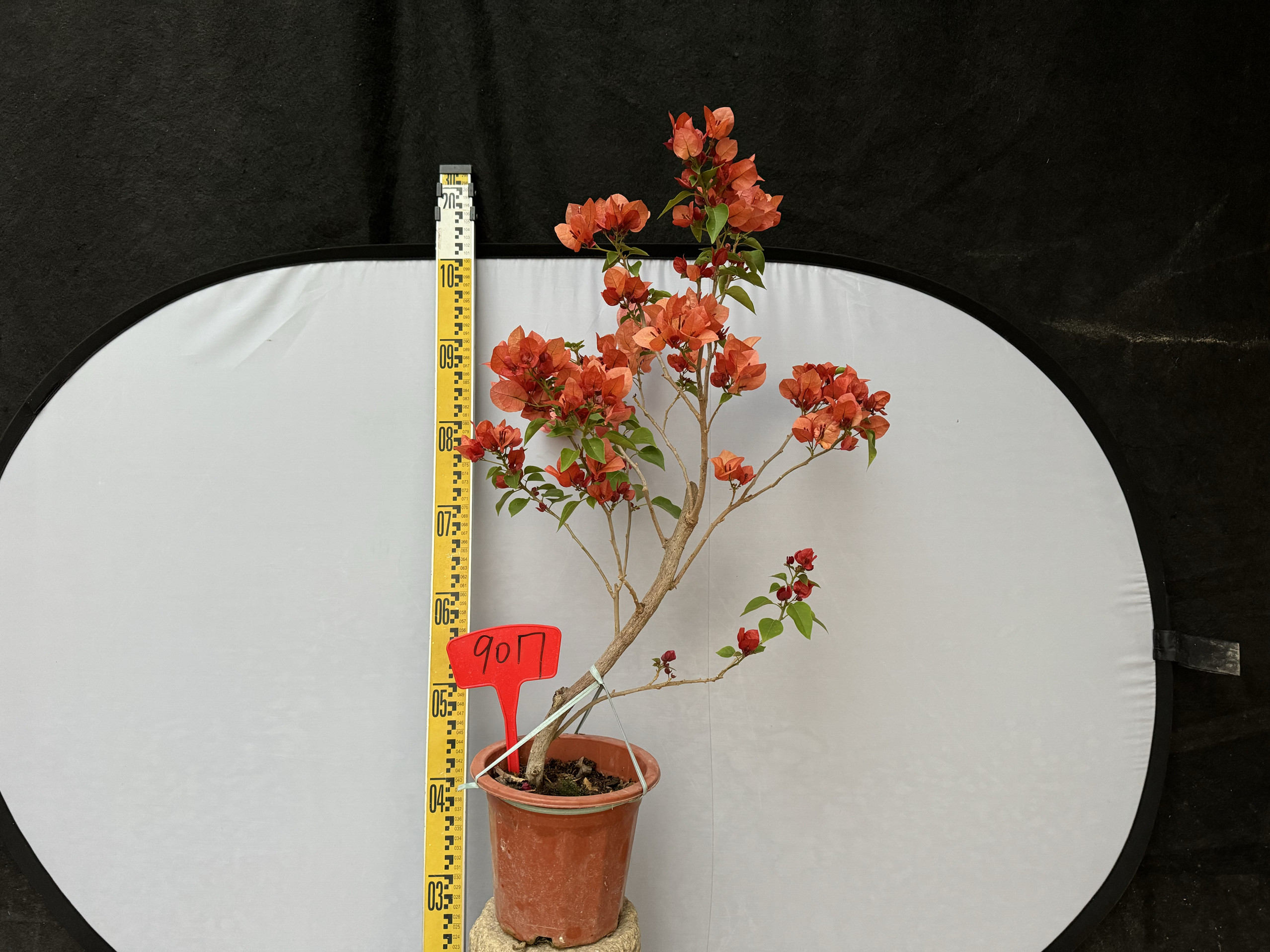 东篱小舍 9017三角梅勤花品种不甜西瓜小老桩一物一拍 原盆发,鲜花速递/花卉仿真/绿植园艺,时令草本花卉,淘宝优惠券,粉丝福利购,淘宝优惠卷