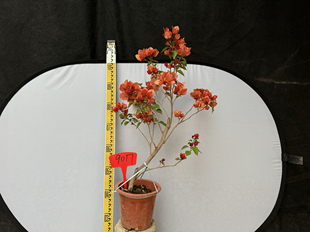 东篱小舍　三角梅橙黄不甜西瓜　实拍照原盆发货一定要原盆养