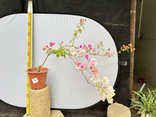 东篱小舍花蝴蝶漳红樱三角梅