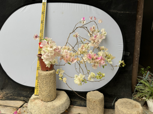 东篱小舍 原盆发 9010三角梅勤花品种漳红樱棒棒糖垂柳老桩实拍照