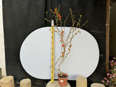 三角梅四季阳台　庭院绿叶橙