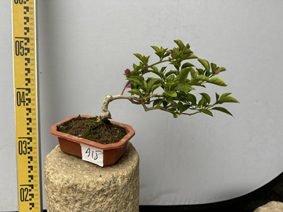 经典紫色三角梅老桩是时间的味道