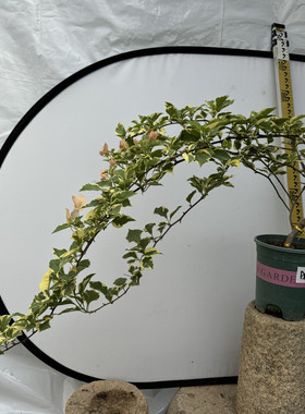 高级香槟色花叶共赏品种马斯