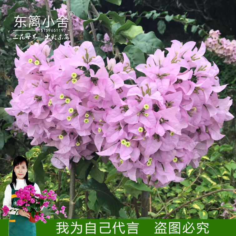 颜色柔和花瓣凹凸质感美观