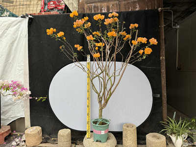 东篱小舍三角梅绿叶加州黄金