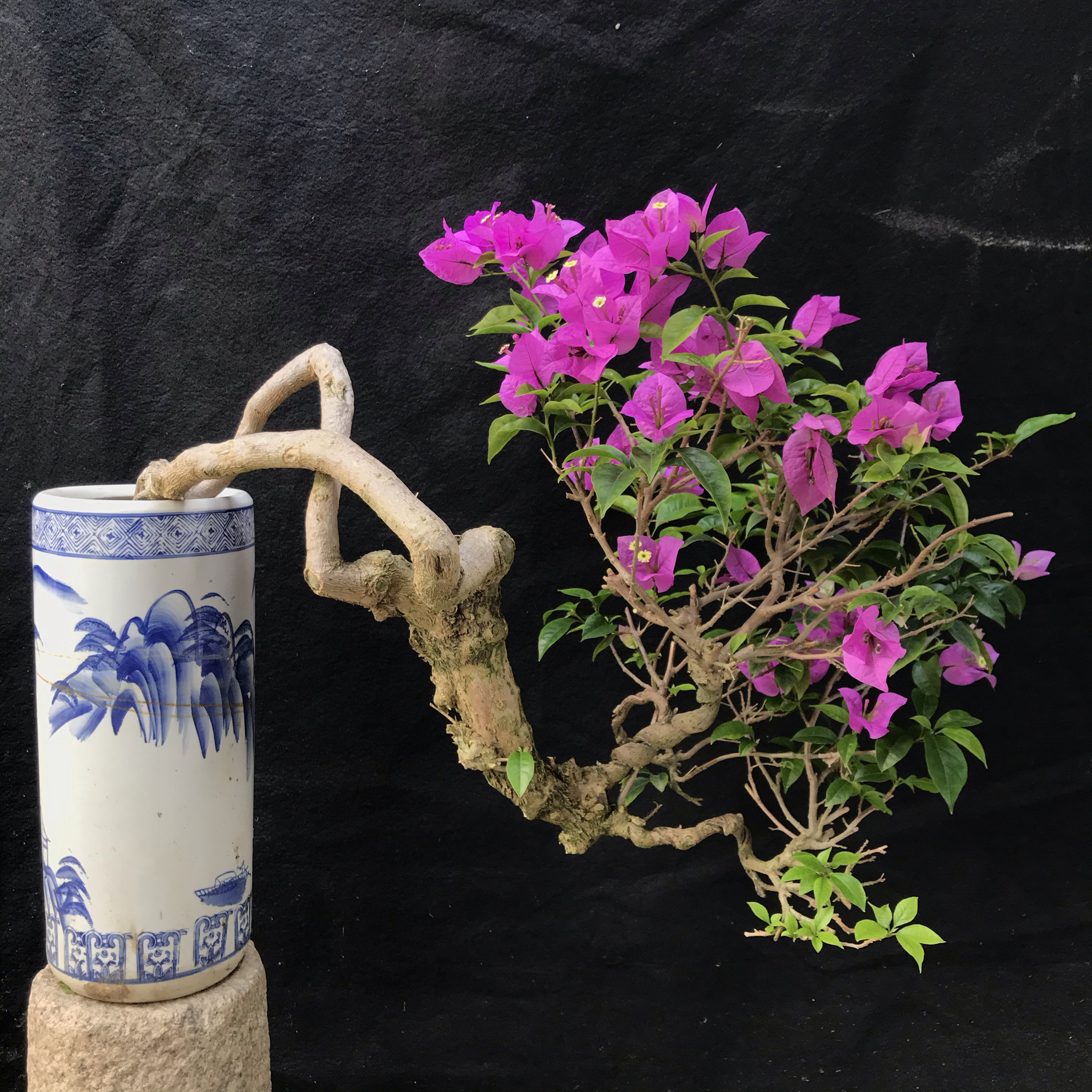 三角梅提根老桩云南紫原生带舍利