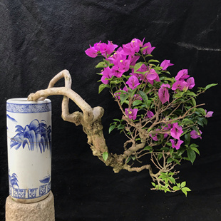 东篱小舍　三角梅云南紫 安格斯原生提根老桩　实拍照　原盆发货