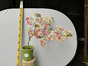 东篱小舍 三角梅勤花新品种原生橙口红 金心黄白 牙签苗 原盆发货