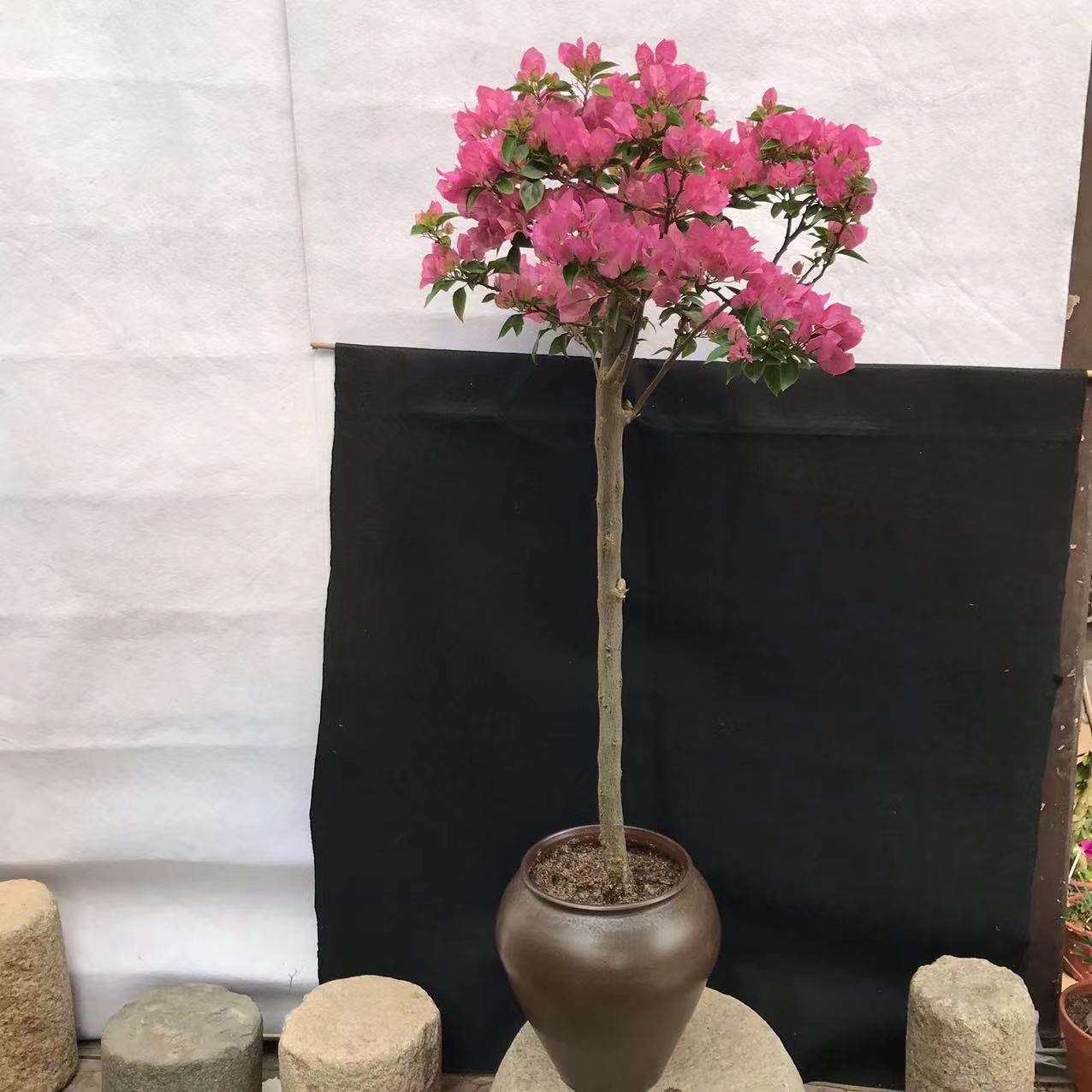 东篱小舍 三角梅芭比粗桩棒棒糖比芭原生造型盆景 实拍照 原盆