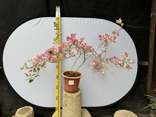 东篱小舍　三角梅勤花品种广红樱　实拍照　原盆发货