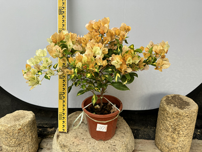 勤花品种金心黄白勤花细软枝条