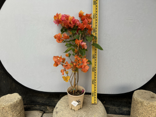 三角梅阿达娜 种苗非常细小 阿朱娜 新品 原盆发 草莓黄 东篱小舍