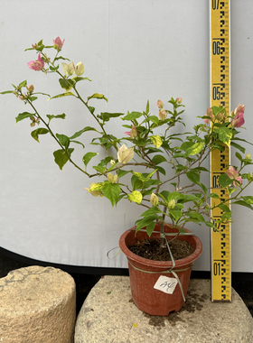 东篱小舍 三角梅勤花品种金边红樱 斑红樱 这个品种很细 实拍照