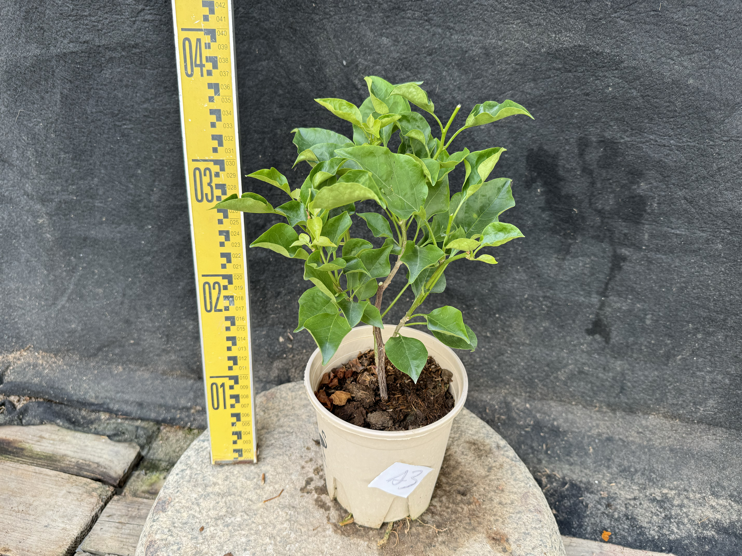东篱小舍　三角梅勤花新品种 蒙娜丽莎茶 原盆发货实拍苗