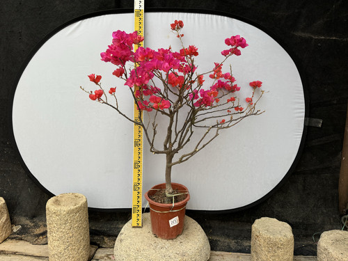 东篱小舍三角梅四季红同安红