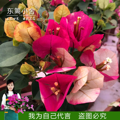 三角梅印度画报开花颜色变化多