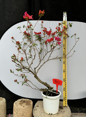 东篱小舍 9010三角梅勤花品种同安红老桩实拍照 原盆发