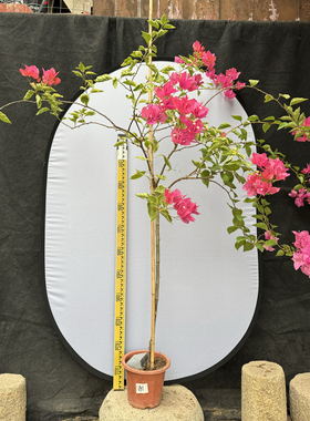 东篱小舍　三角梅勤花品种秀女原生桩　实拍照　原盆发货