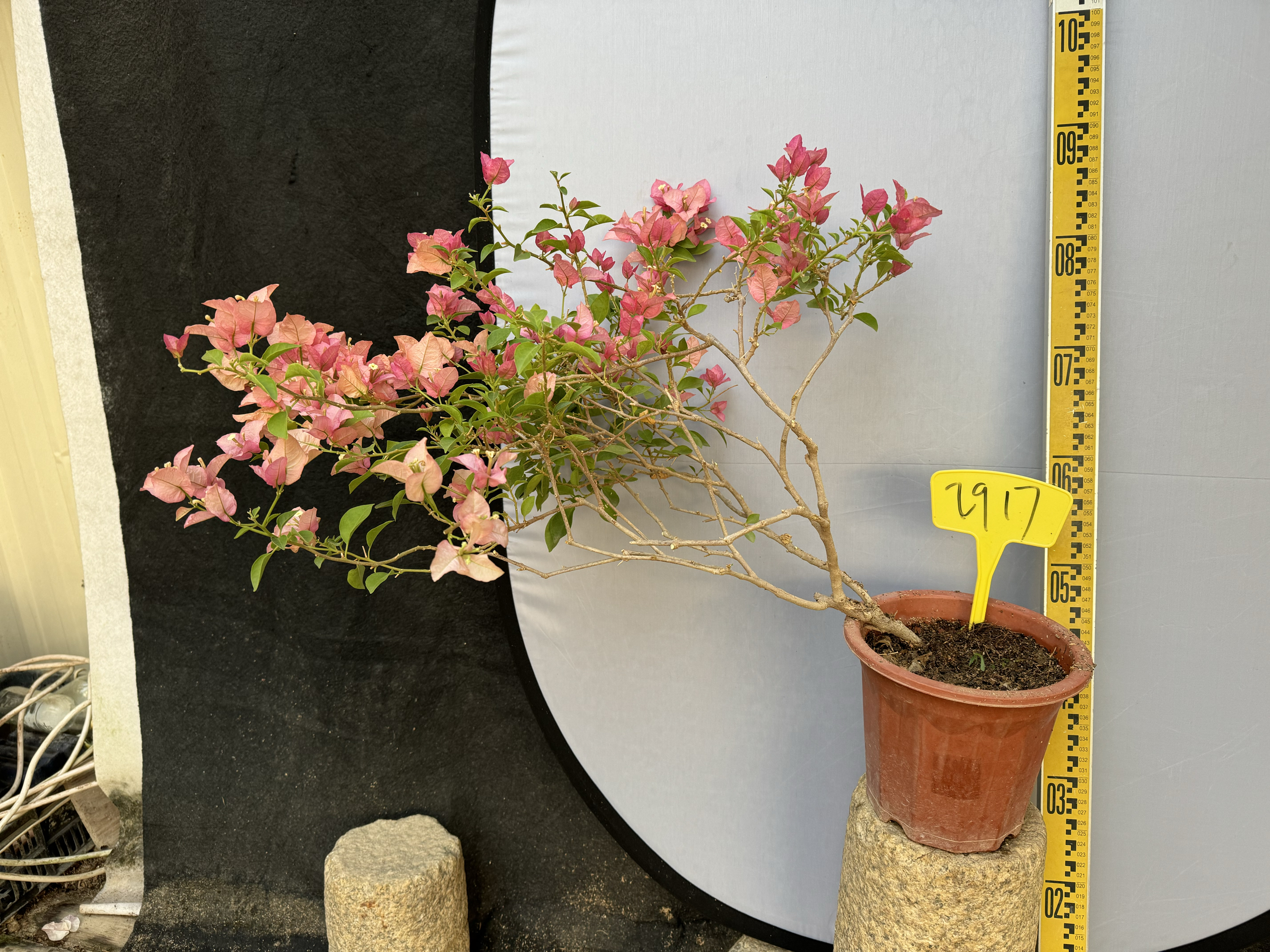 三角梅卡亚塔阳台庭院勤花大花