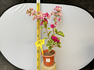 东篱小舍 三角梅画报 新品种蝶报计划 实拍照原盆发货