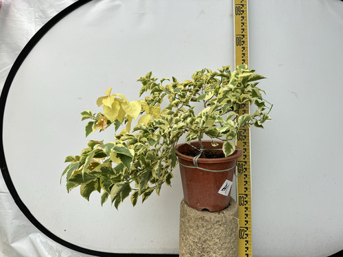 黎明三角洲花叶共赏勤花多花