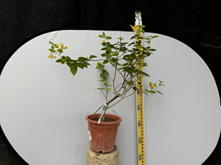 东篱小舍 三角梅勤花品种金蝉 月朦胧 苏瓦娜 实拍照 原盆发货