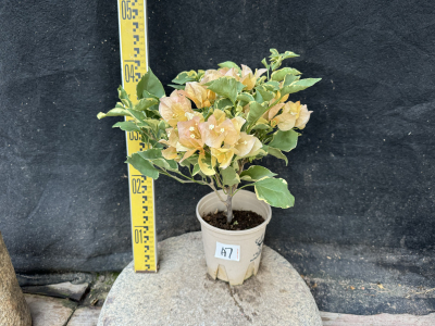 漳州红樱原生提根三角梅庭院四季