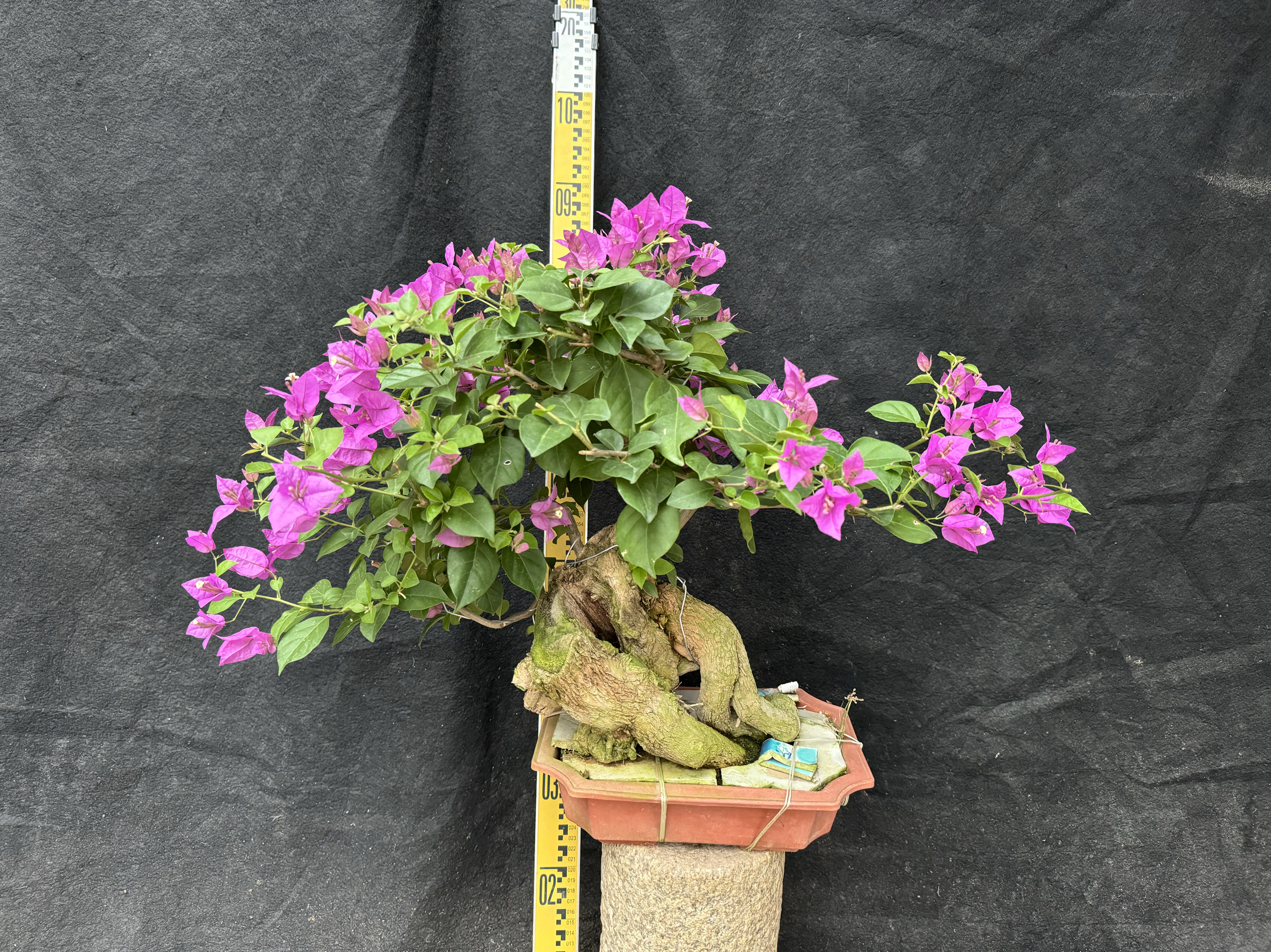 东篱小舍三角梅小叶紫提根舍利桩