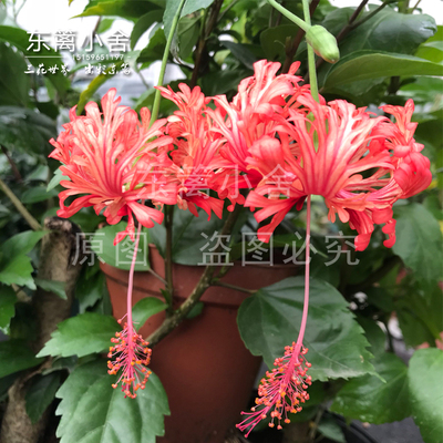 开花垂吊像灯笼花瓣上卷扶桑庭院