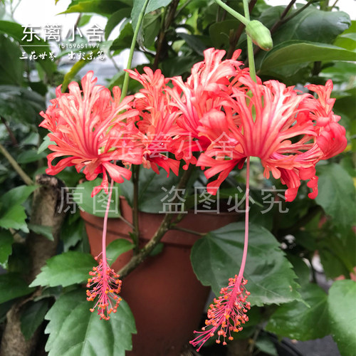开花垂吊像灯笼花瓣上卷扶桑庭院