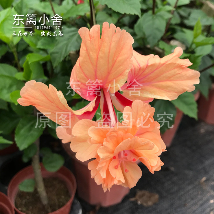 东篱小舍 扶桑　金塔　红塔　有老桩　勤花品种　原盆发货