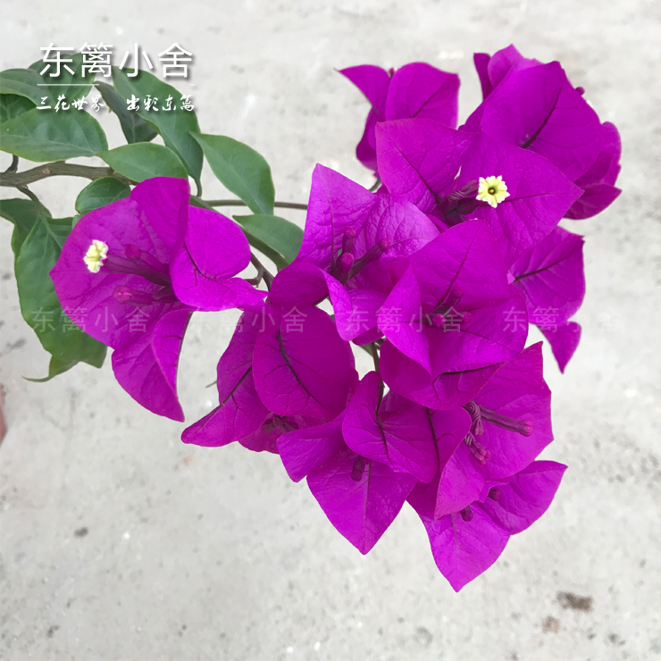 东篱小舍三角梅安格斯云南四季