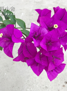 东篱小舍 三角梅 安格斯 云南紫色大花　四季紫　实拍照原盆发货