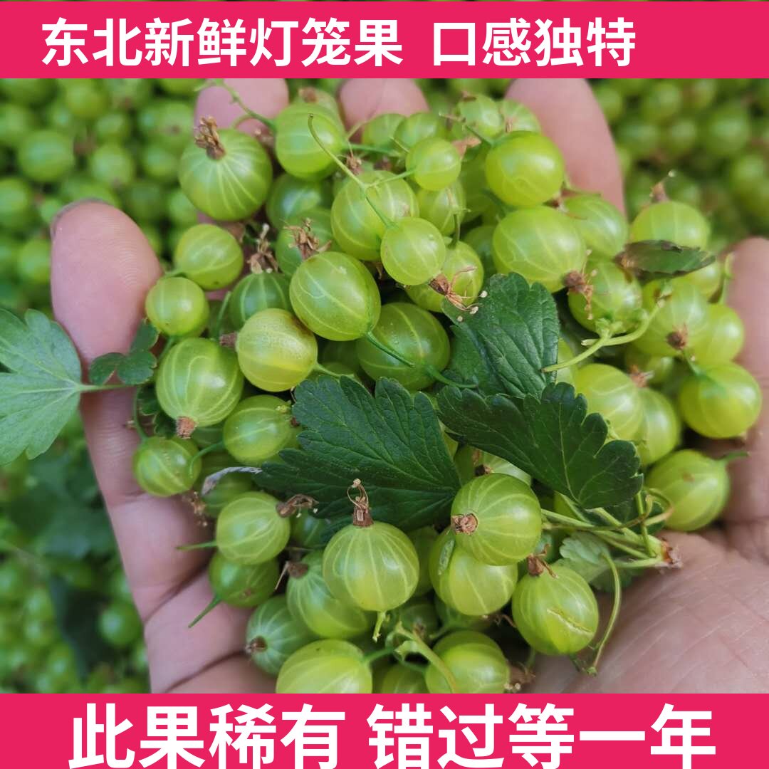 东北新鲜灯笼果醋栗酸梅开胃水果绿酸子粒孕妇吃酸水果包邮