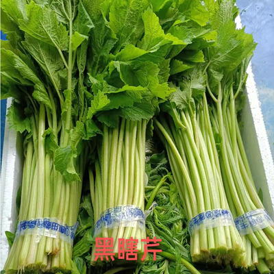 新鲜东北特产山芹菜饺馅食材香味