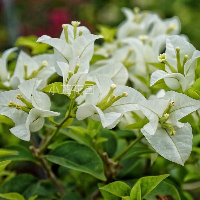 白雪公主三角梅大苗勤花易养耐活 扦插苗盆栽带花发货 小芷花园