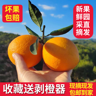 赣南脐橙现摘现发正宗应季新鲜孕妇水果赣州原产地果园直发