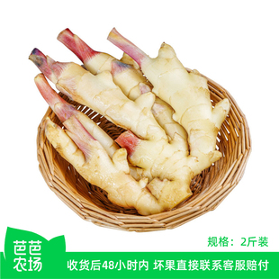 【芭芭农场】小黄姜2斤 建议腌制食用 辛辣十足