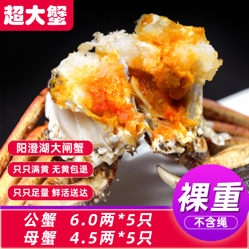 大闸蟹10只母4.5两公6两