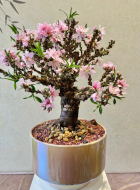 带花苞矮花盆栽桃花树苗活苗室内客厅四季盆景花卉重瓣老桩寿星桃